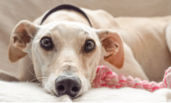 White Italian Greyhound taking a nap. 