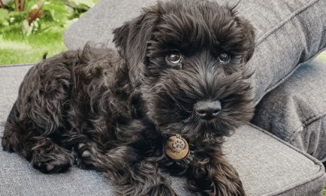 Miniature Schnauzer puppy on the couch making puppy eyes. 