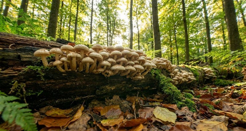 Meet the Mushroom: The Elegant & Versatile Beech Mushroom