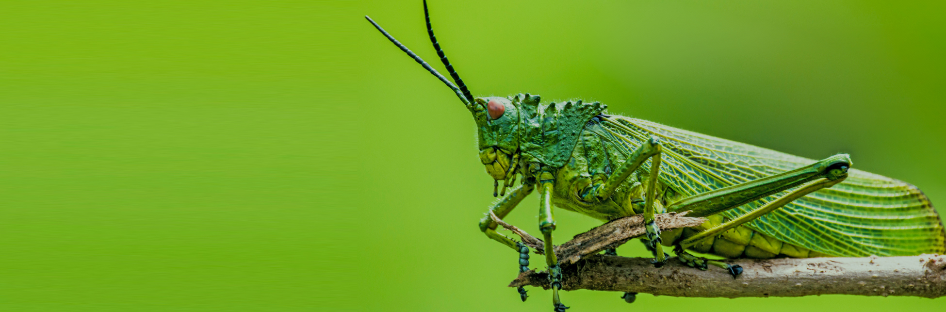 Charlas COLEVOL: Insectos gigantes - Programate | Parque Explora