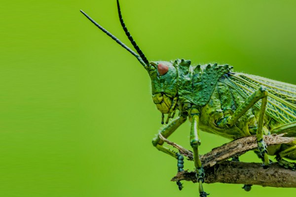 Gig Insect Charlas COLEVOL: Insectos gigantes - Programate | Parque Explora