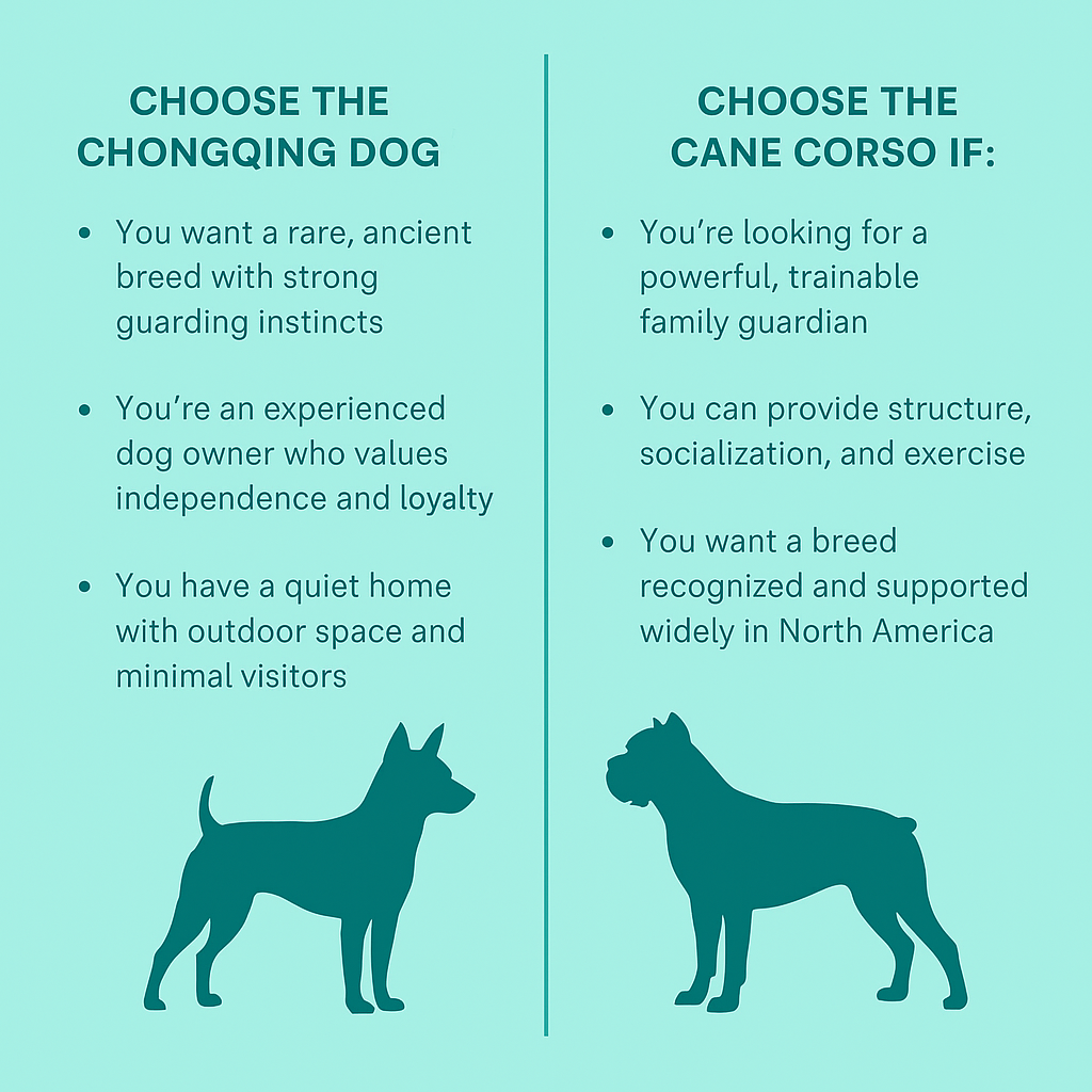 chongquing-vs-cane-corso.png