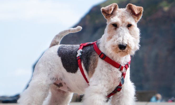 Wire Fox Terrier posing for the camera. 