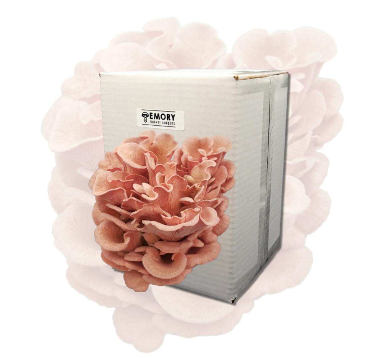 Pink Oyster Mushroom Grow Kit