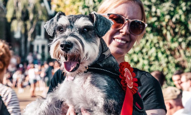 Happy woman holding a miniature Schnauzer that just got an award. 