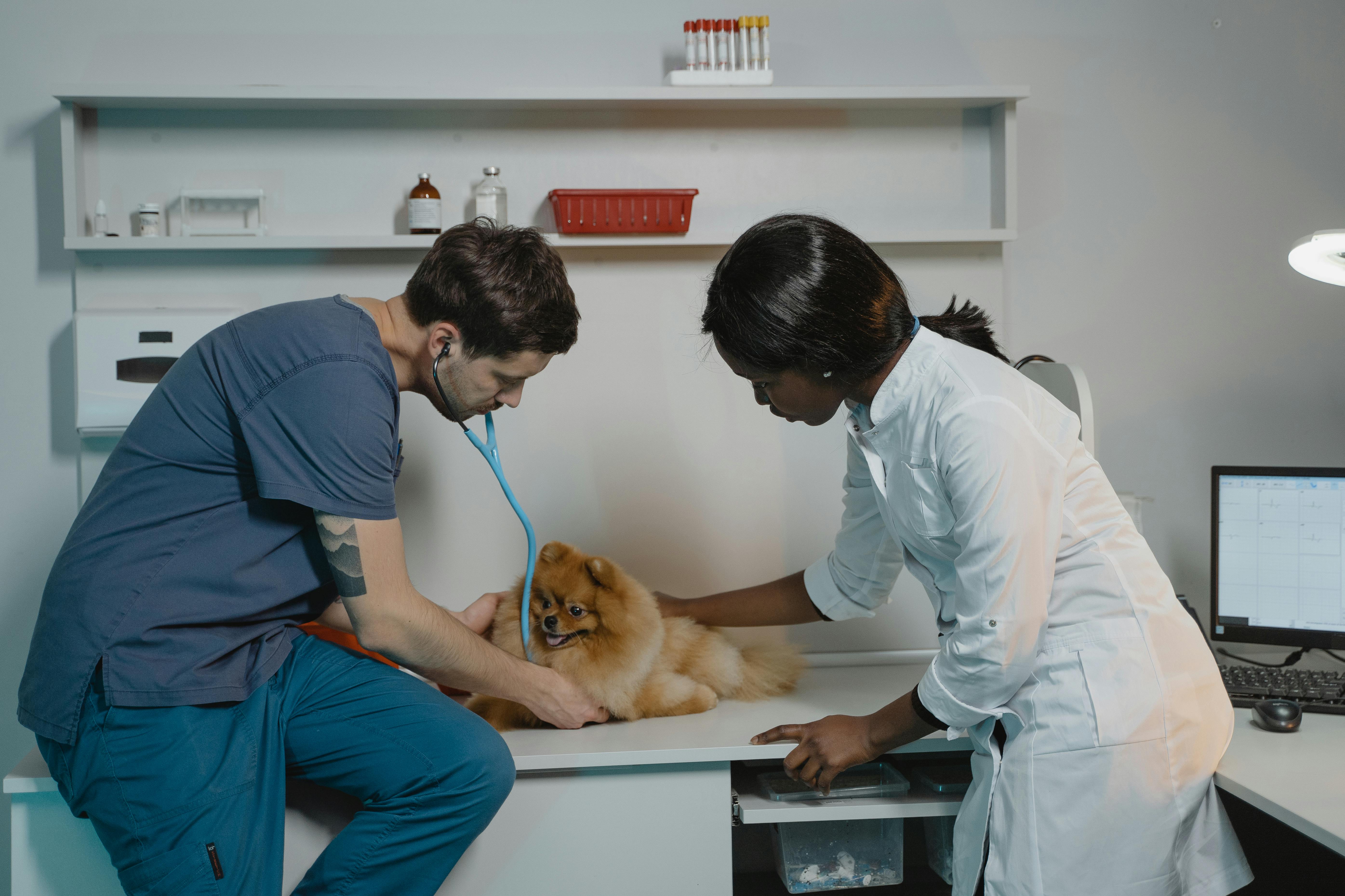 Pomeranian at the vet