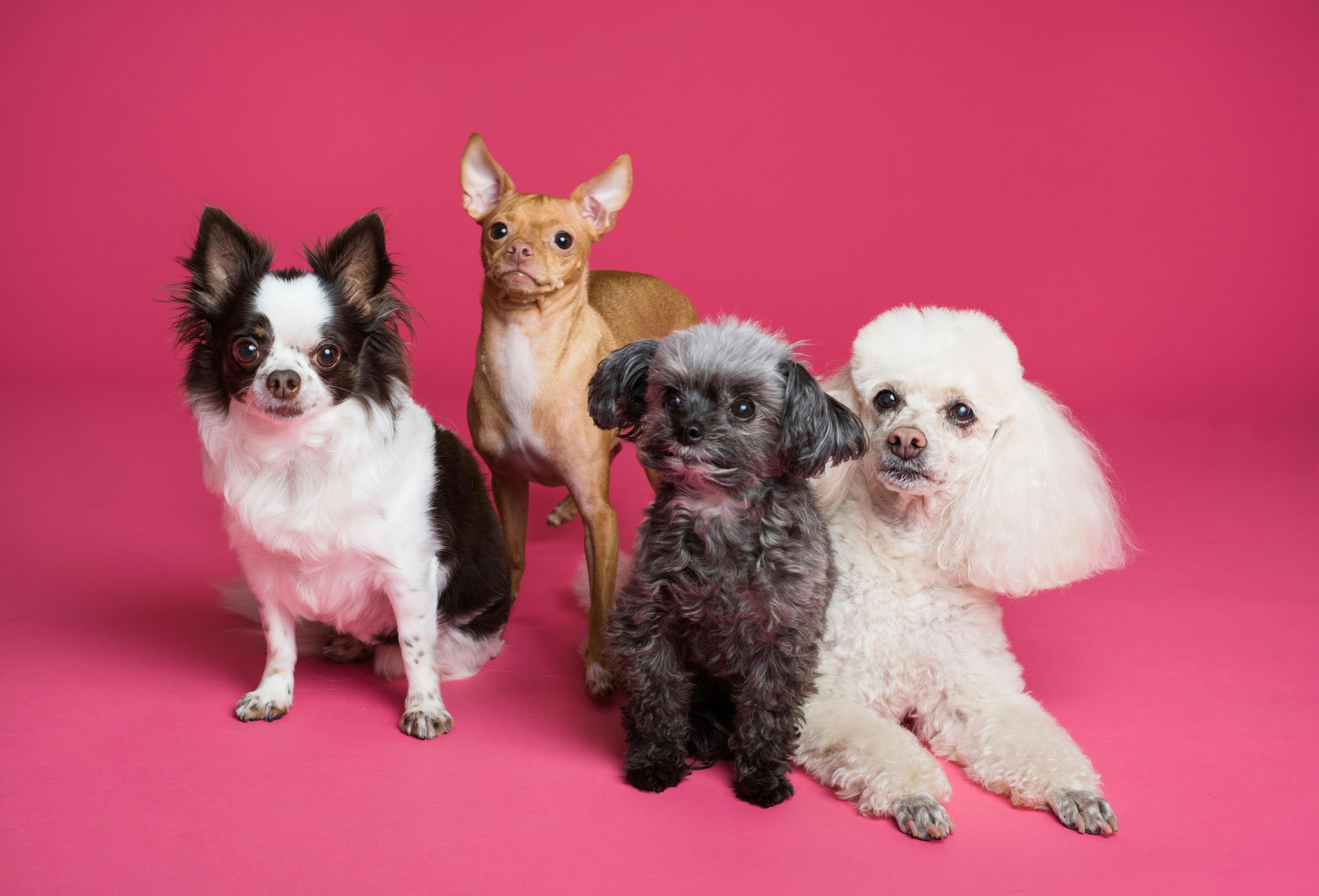 Chihuahuas and toy poodles laying down together
