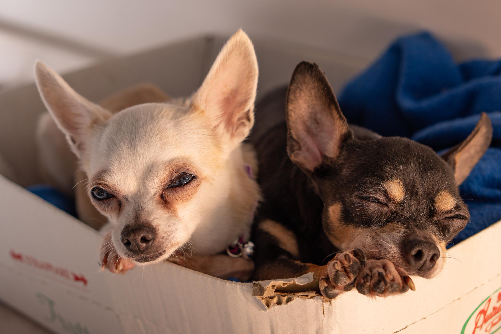 Chronic-Diarrhea-in-Chihuahuas.jpg