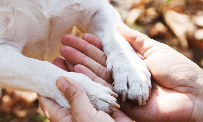 Woman holding dog paws in her hands