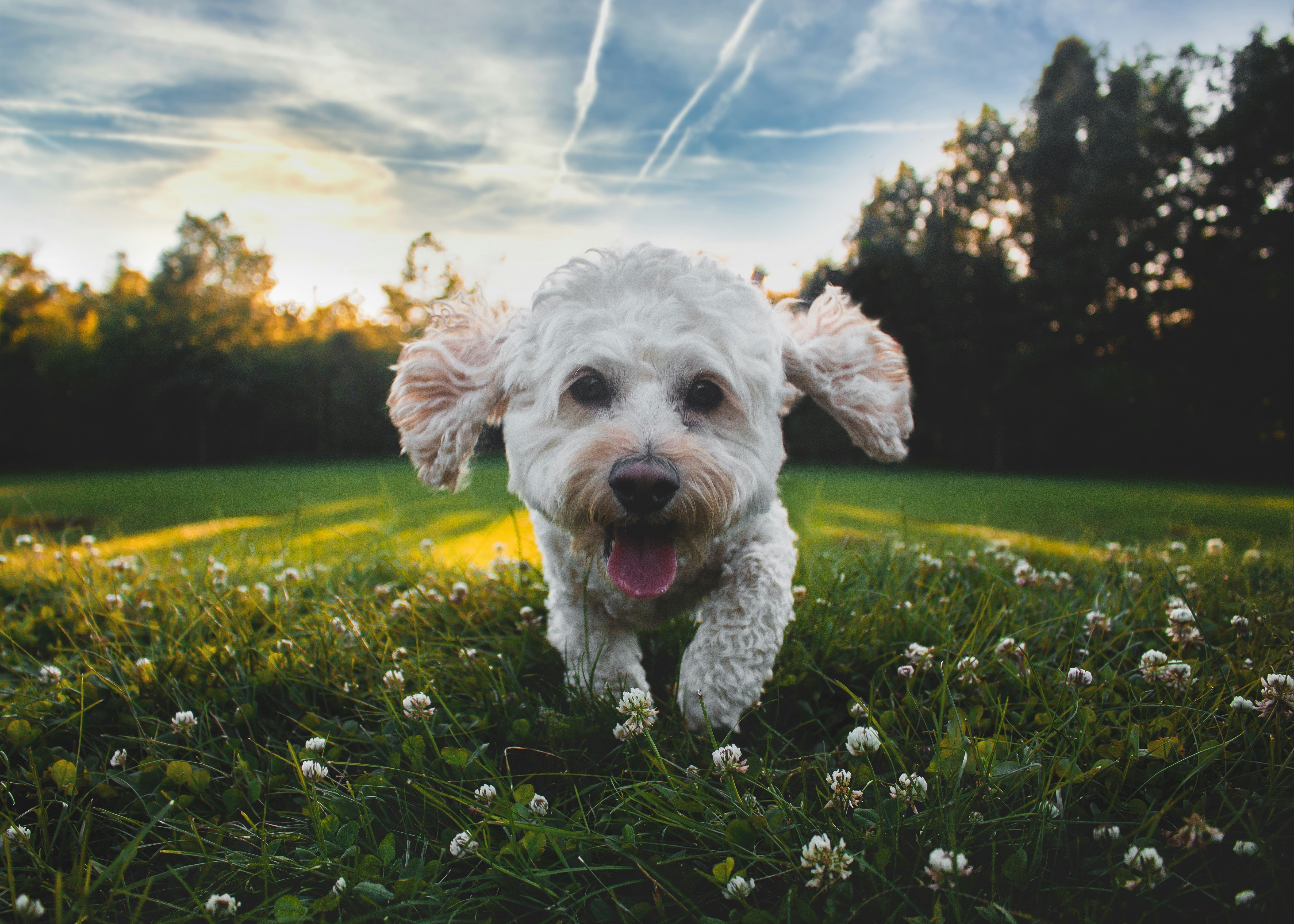 cockapoo white running in a field of clover