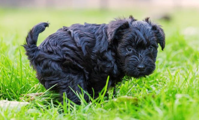 Small black puppy learning to go potty on the grass.