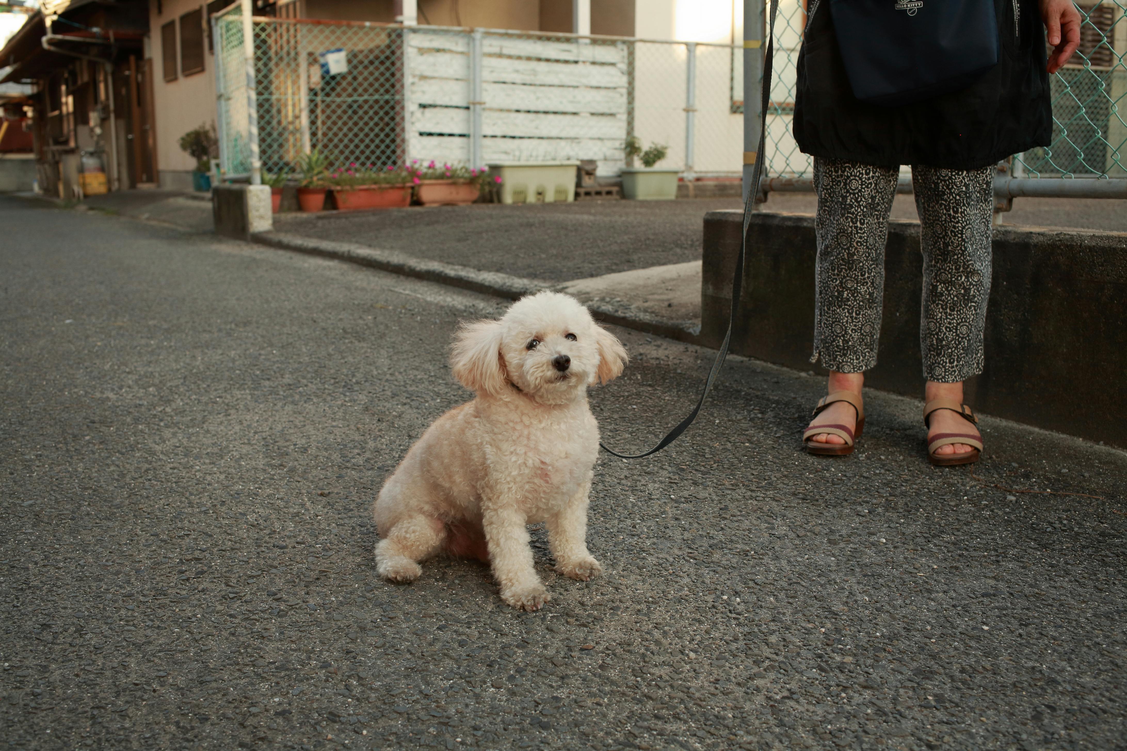 cream toy poodle on walk with owner in sandals