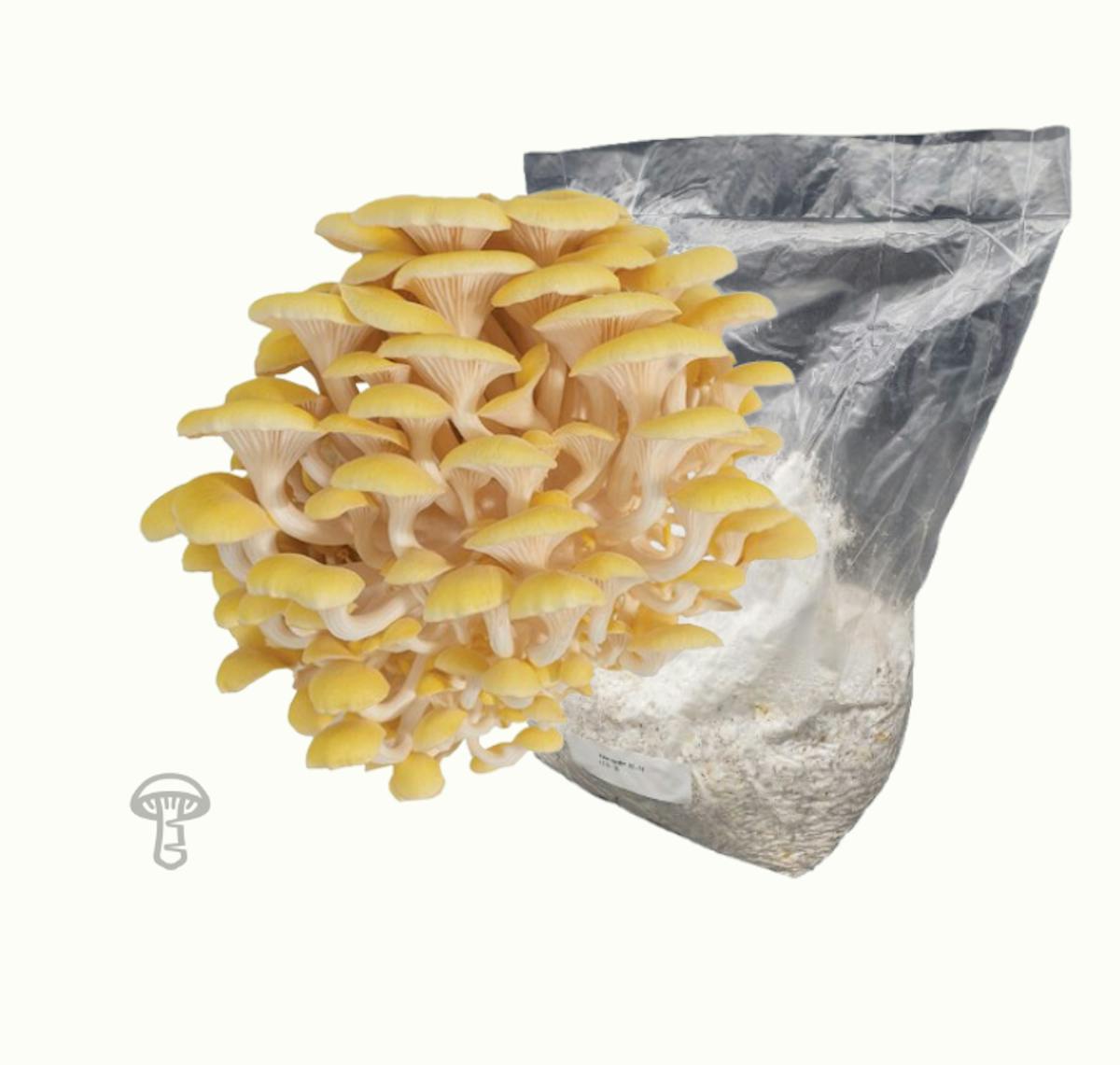 Golden Oyster Grain Spawn