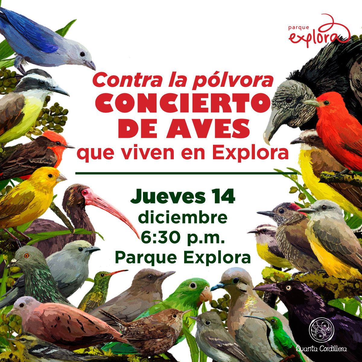 Ilustración. Entre hojas y frutos aparecen varios pájaros diferentes alrededor de la imagen: unos de cuerpos pequeños y robustos, otros con cuello delgado y pico largo, otros grandes de pico grueso. En el centro de la imagen texto que dice: "Contra la pólvora. Concierto de aves que viven en Explora. Jueves 14 de diciembre a las 6:30 de la tarde. Parque Explora".