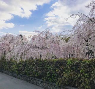 Cherry Blossoms and Zen Garden Immersion's gallery image