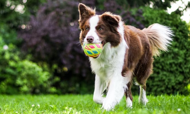 Brown and white Border Collie dog playing with a ball in the park.