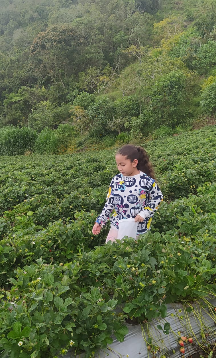 Huerta