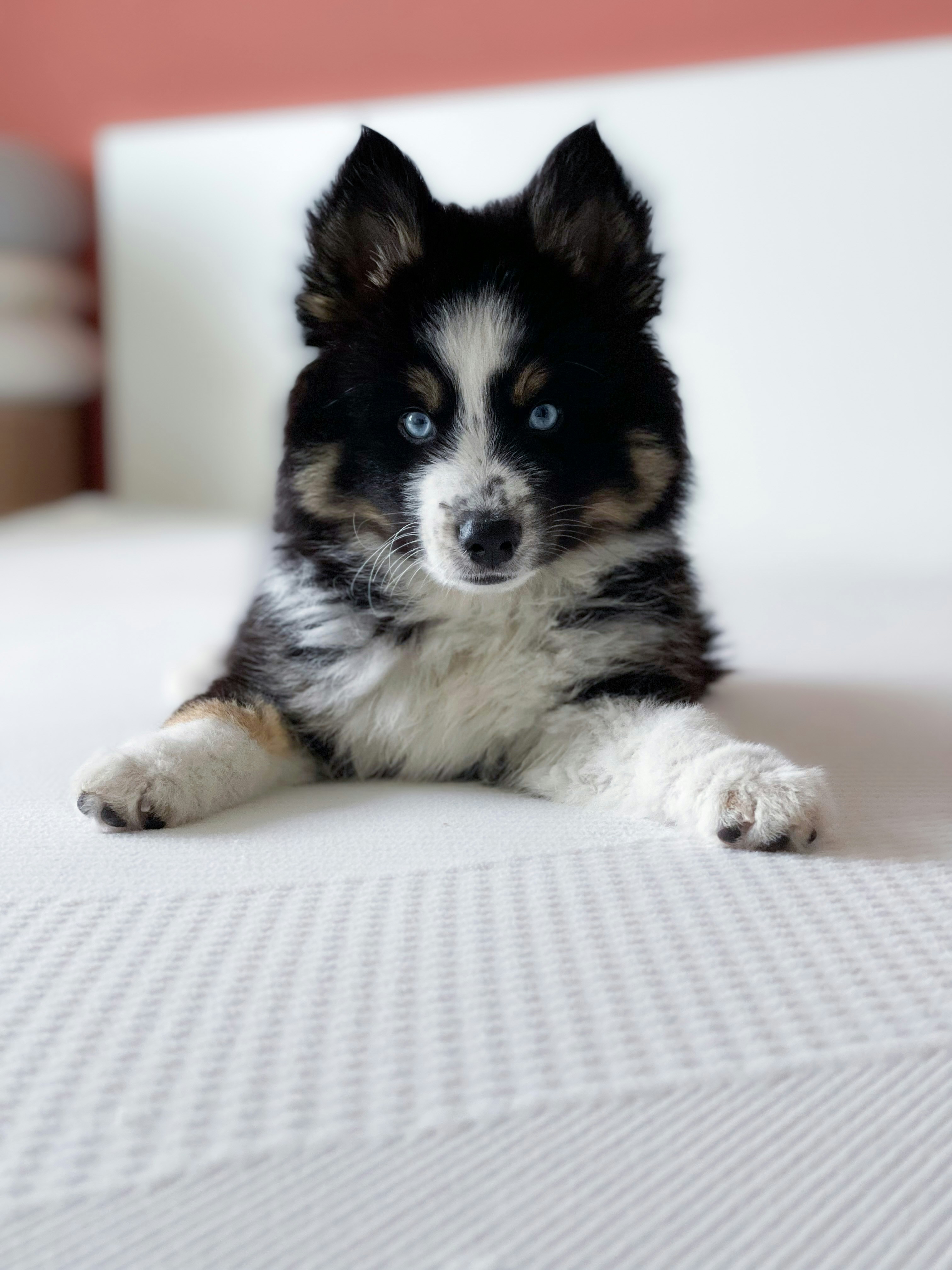 pomsky laying on bed