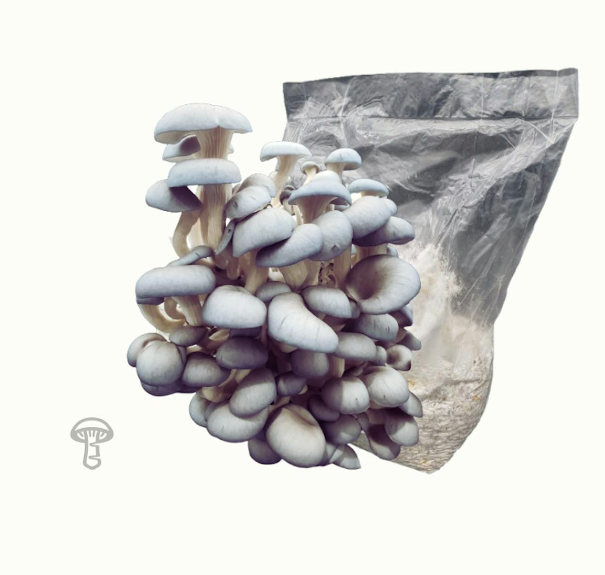 Blue Oyster Grain Spawn (5 lb)