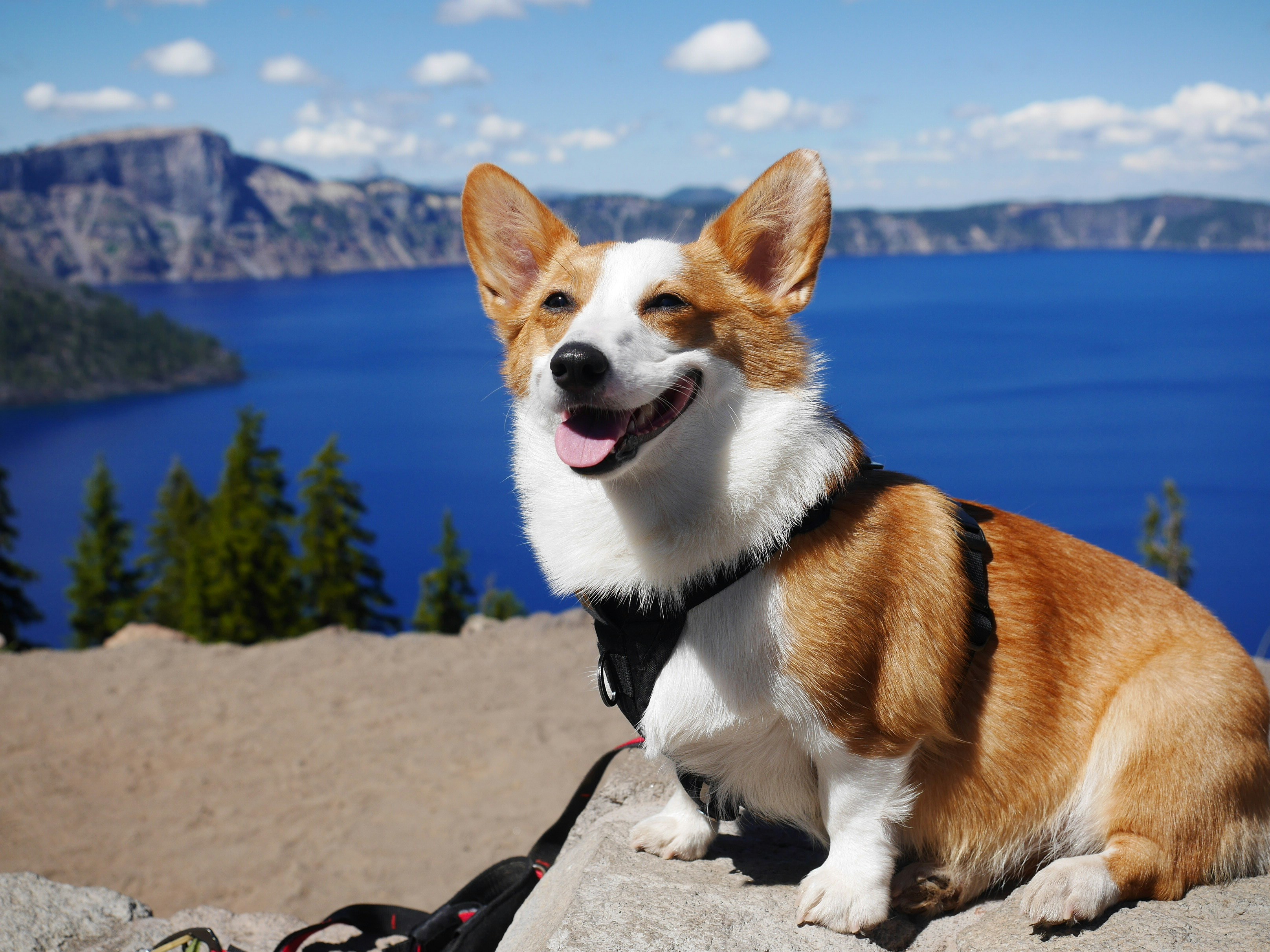 happy corgi dog sitting outdoors at lake tahoe