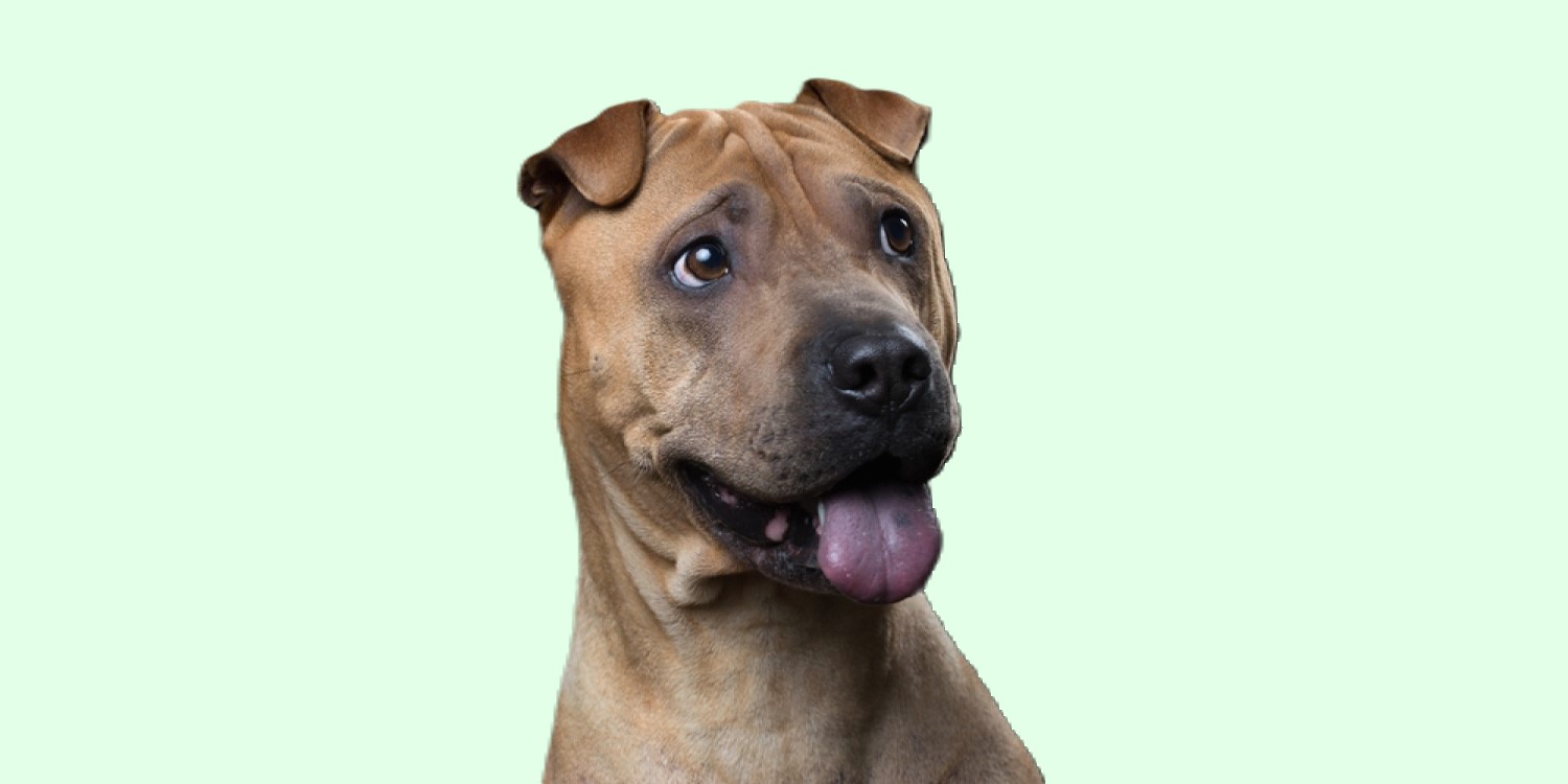 bone-mouth shar-pei dog with tongue out