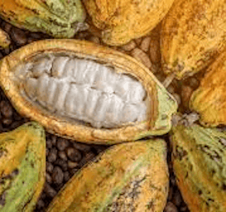 Chocolate Making with an Indigenous Tribe's gallery image
