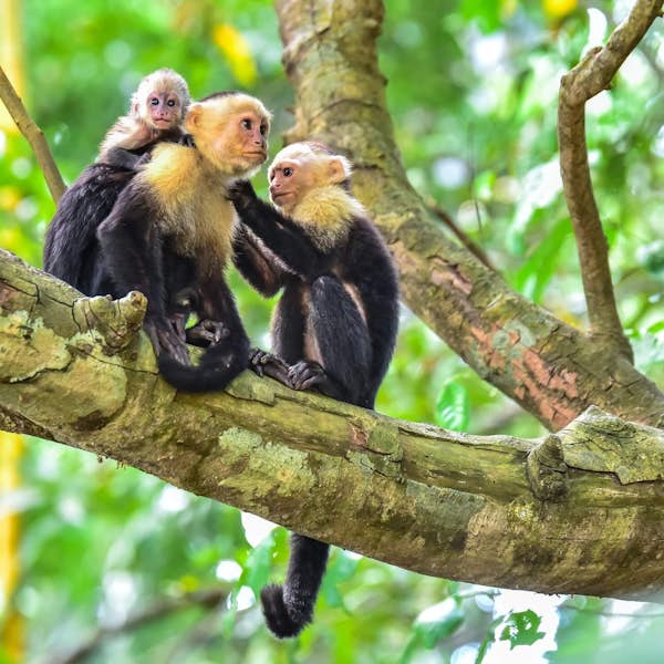 Walking Tour Inside Manuel Antonio National Park's main gallery image