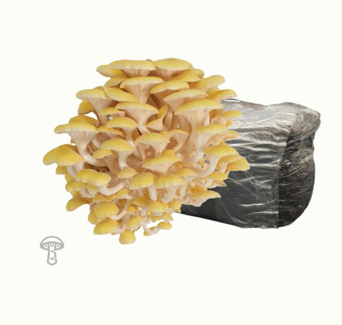 Golden Oyster Fruiting Block