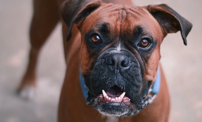 Goofy Boxer staring at the camera with its mouth open.