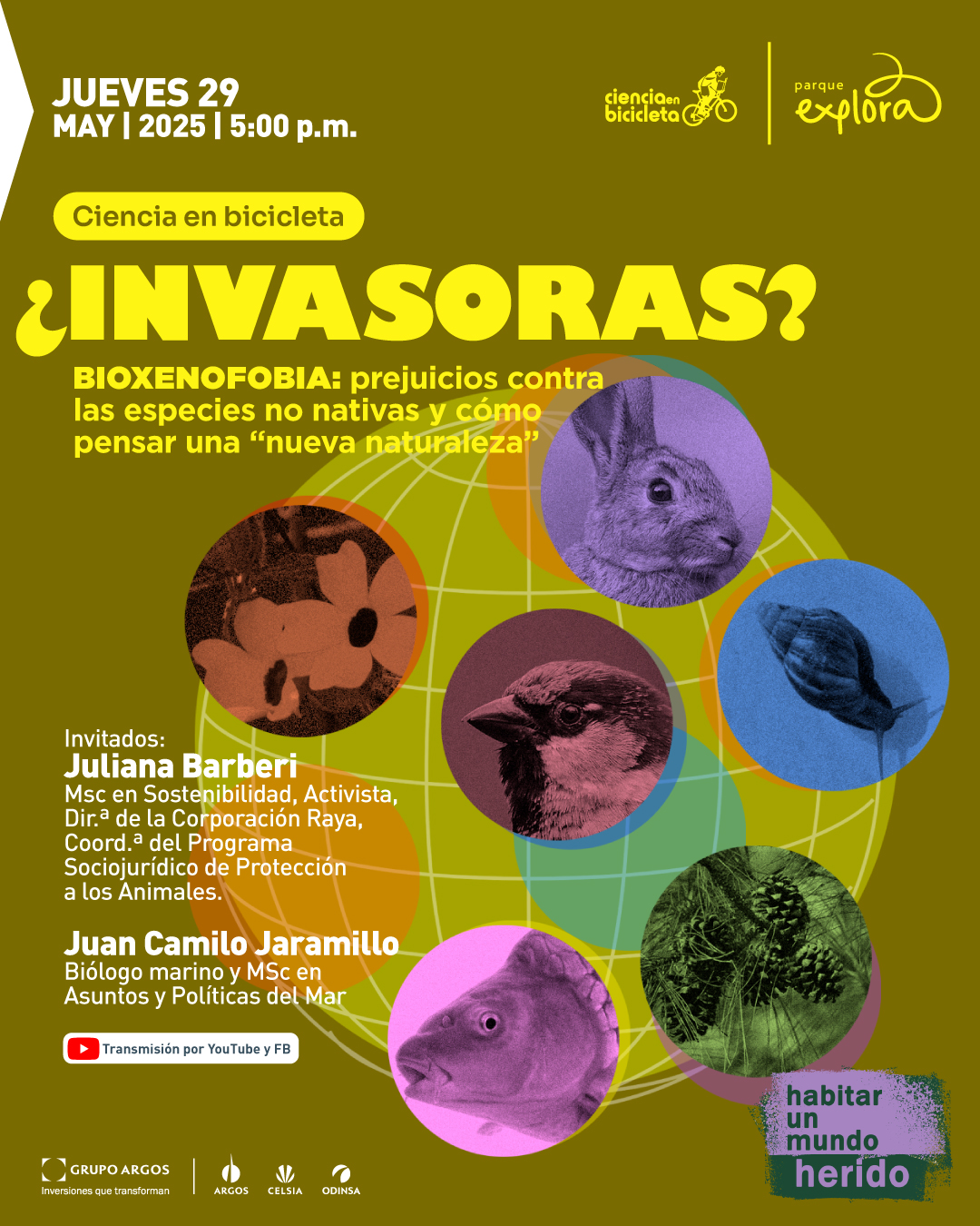 Ilustración digital. Sobre un fondo verde oscuro con una retícula esférica multicolor en el centro, se distribuyen siete círculos con imágenes de animales y plantas: un pez, un ave, una flor, un conejo, una piña, una cotorra y una semilla alada. En la parte superior izquierda se lee: “Jueves 29 de mayo de 2025 a las cinco de la tarde. Transmisión virtual”. Debajo, en una burbuja amarilla, aparece: “Ciencia en bicicleta”. En el centro, en letras destacadas, se lee: “¿Invasoras?”. Justo abajo: “Bioxenofobia: prejuicios contra las especies no nativas y cómo pensar una ‘nueva naturaleza’”. En la parte inferior izquierda se anuncia: “Invitados: Juliana Barberi, magíster en sostenibilidad, activista, directora de la Corporación Raya, coordinadora del Programa Sociojurídico de Protección a los Animales. Juan Camilo Jaramillo, biólogo marino y magíster en asuntos y políticas del mar”. Abajo se indica: “En vivo por Youtube y Facebook”. En la esquina inferior derecha aparece un recuadro que dice: “Habitar un mundo herido”.