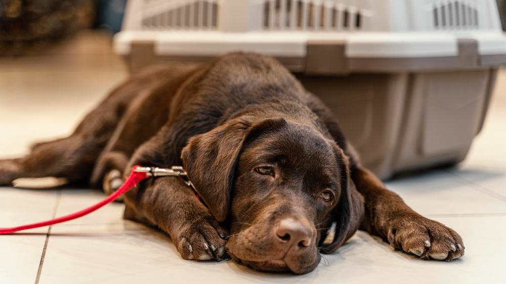 How-to-Treat-Chronic-Diarrhea-in-Dogs-1.jpg
