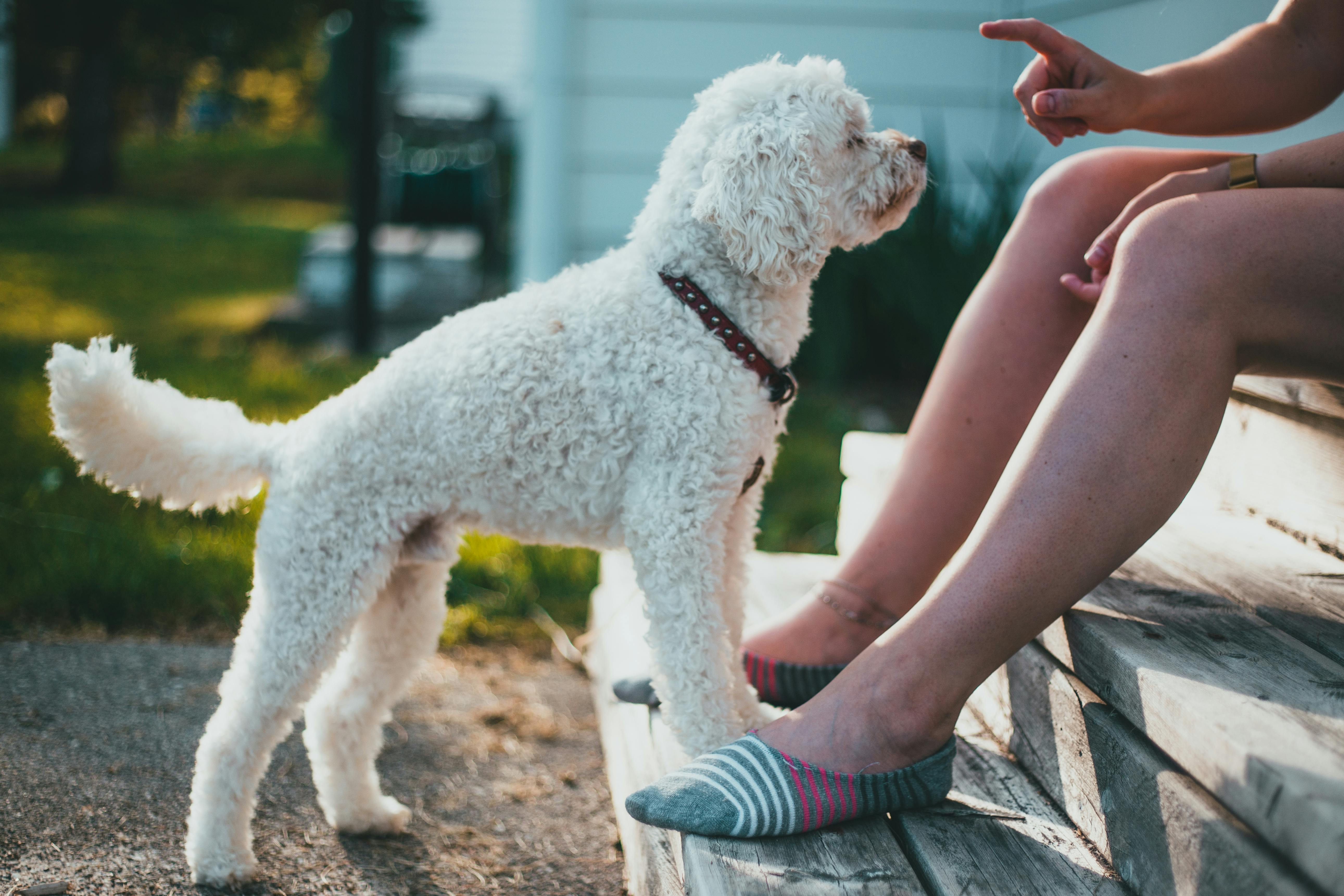 white toy poodle listening to owner