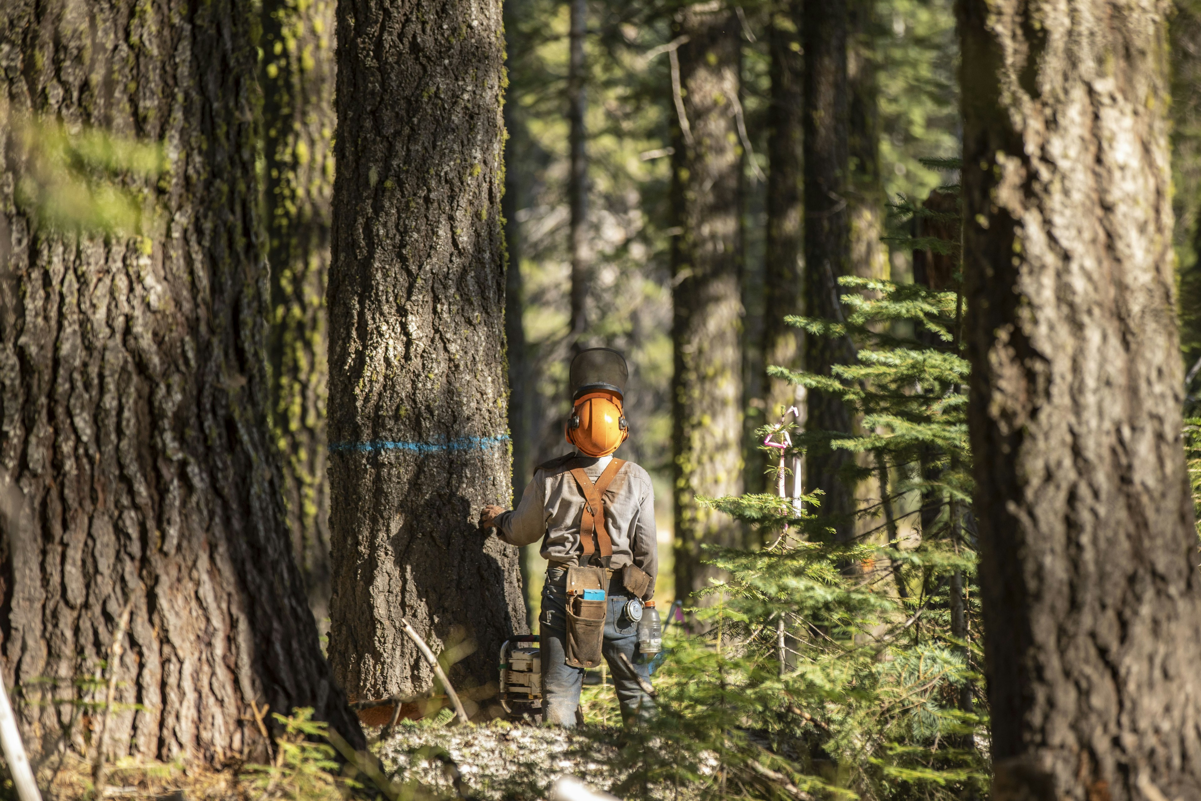 French Meadows Forest Restoration Project in action