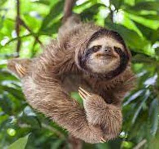 Walking Tour Inside Manuel Antonio National Park's gallery image