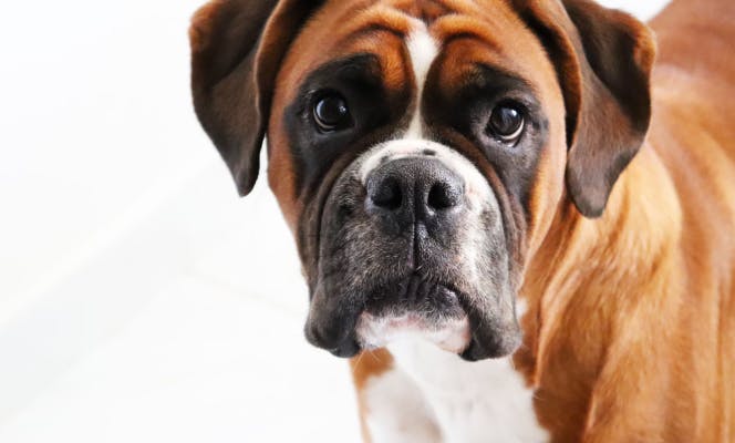 Boxer dog looking into the camera. 