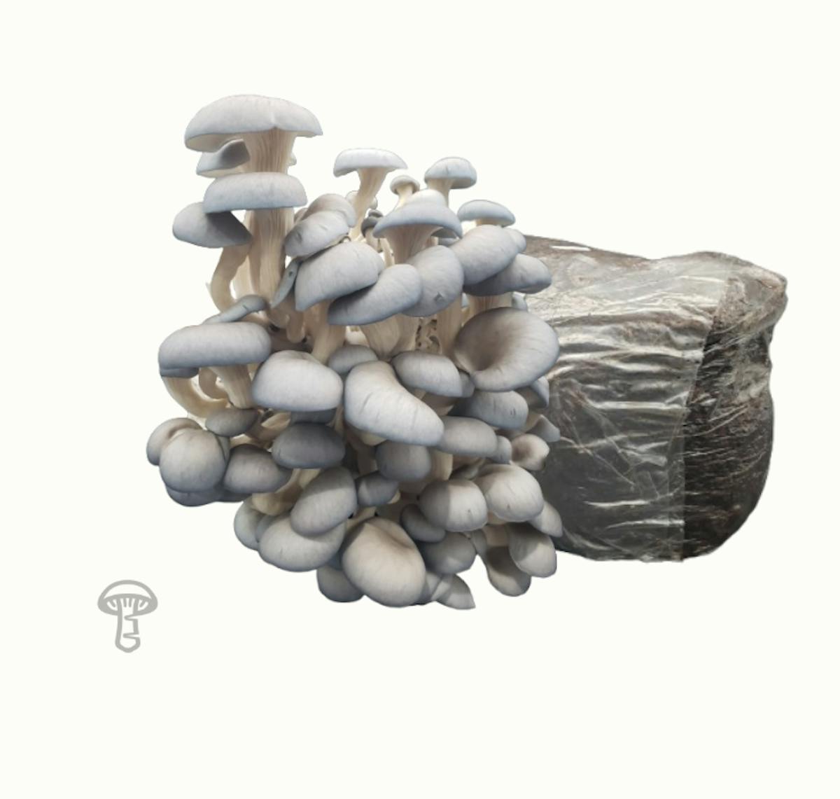 Blue Oyster Fruiting Block (10 lb)