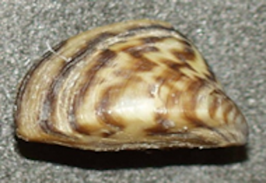 Zebra Mussel