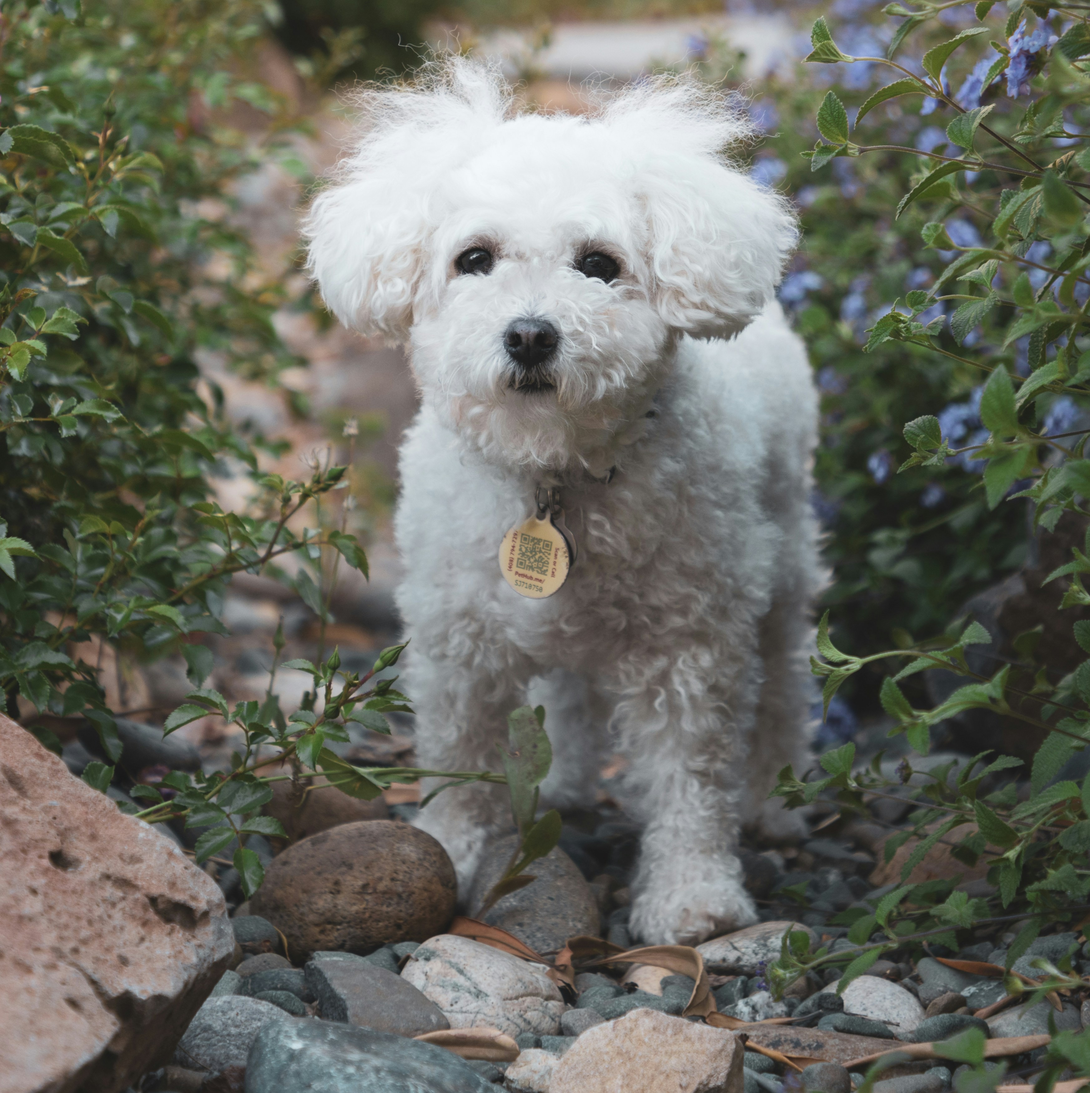 maltipoo-with-flowers.jpg