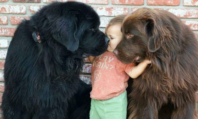 A black and a brown Newfoundland dogs giving kisses to a toddler. 