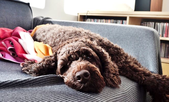 Cute Labradoodle taking a nap on the couch. 