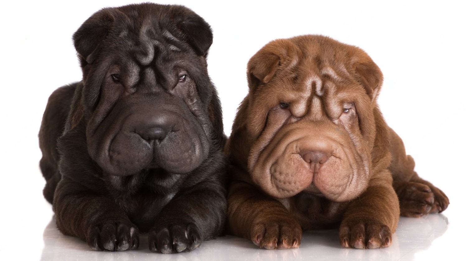 black and brown shar-pei dogs sitting