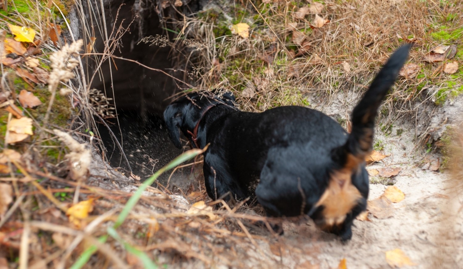 black dachshund entering a burrow hole in a forest