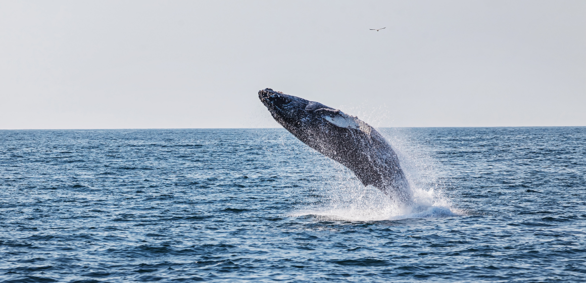 Humpback-whale-near-Uvita-in-Costa-Rica---The-Holiday-People.png