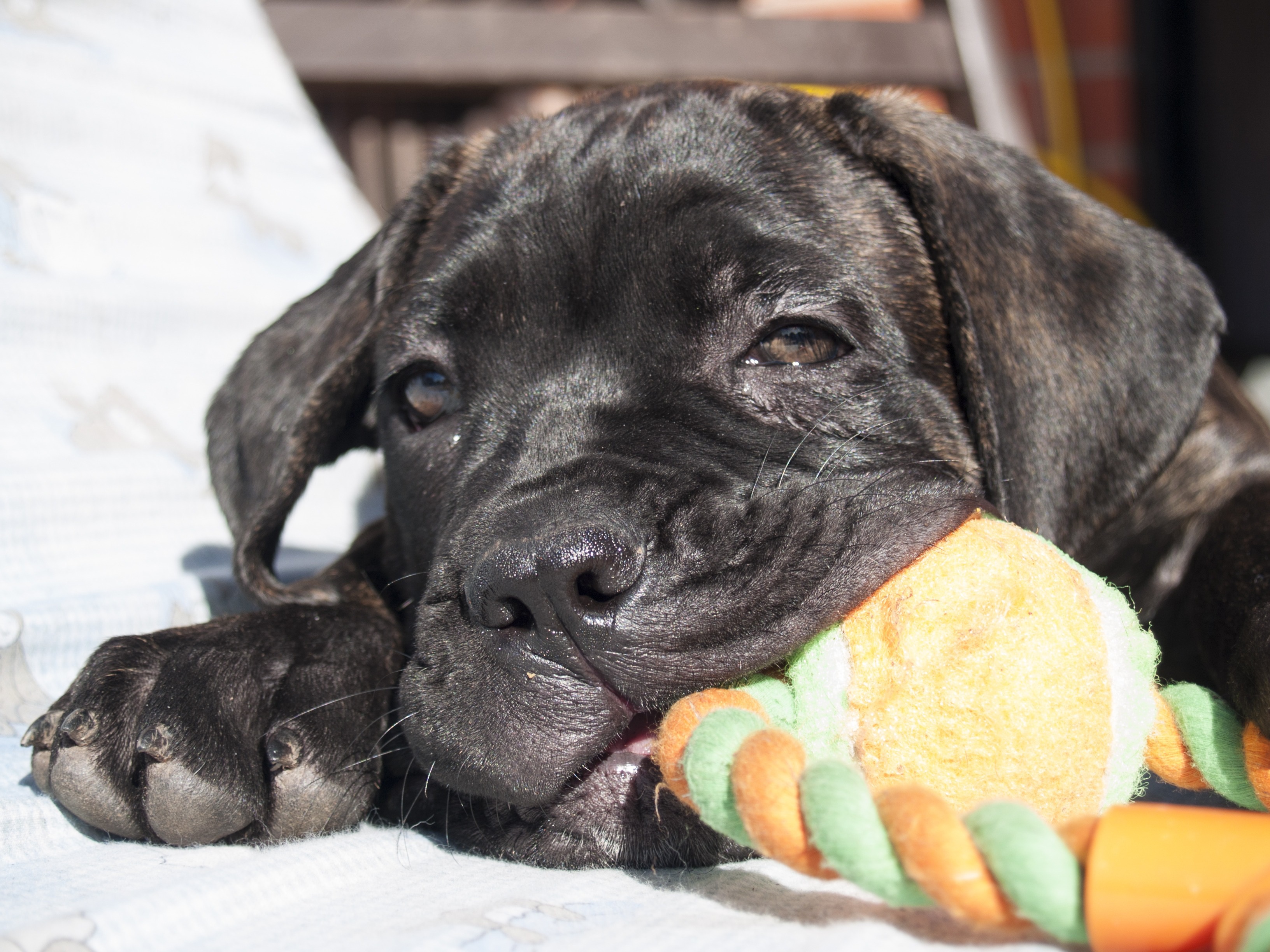 cane corso puppy with toy in mouth looking mischievous