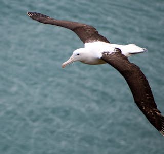 Albatross Experience's gallery image