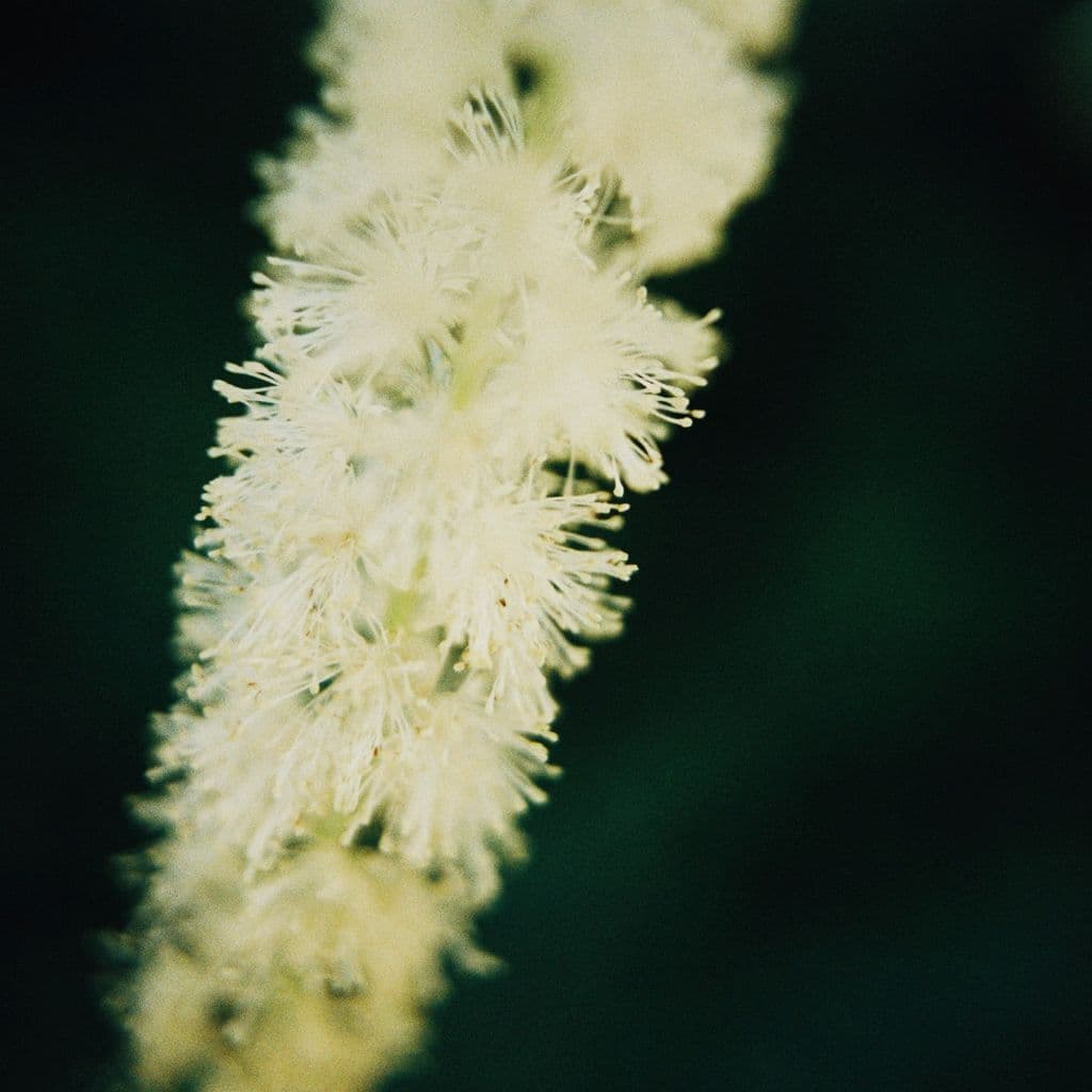 Floresta: Nicola Cruz with Dj Shhhhh // 23-11-20