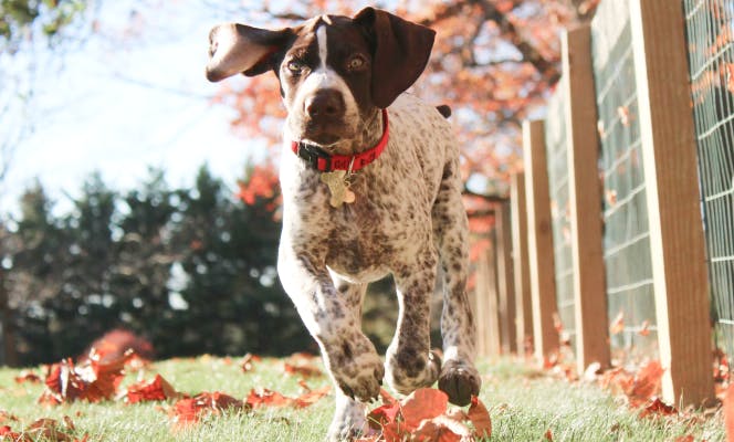 German Shorthaired Pointer pup running through a garden.