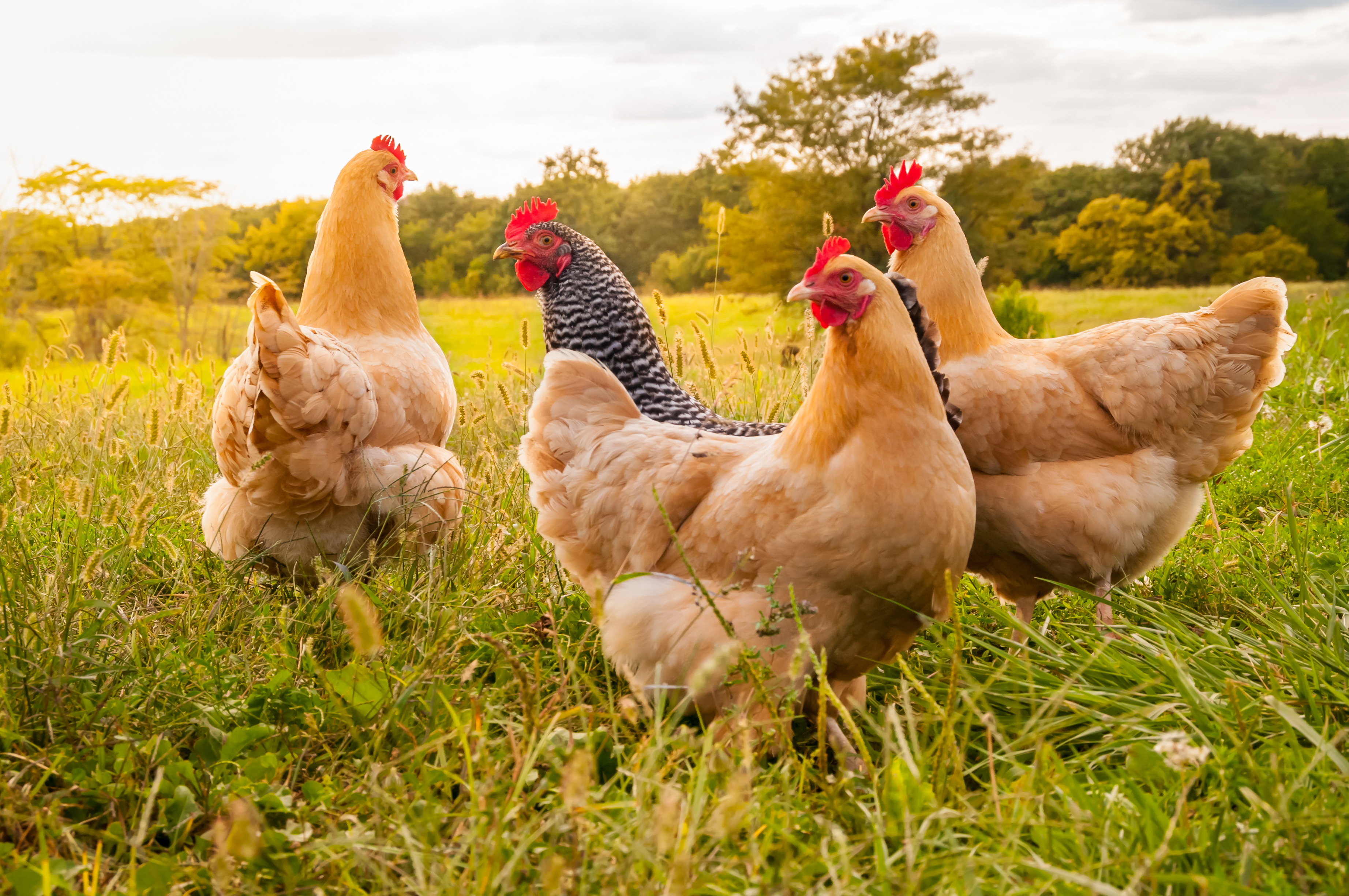 poultry farm for sale in texas