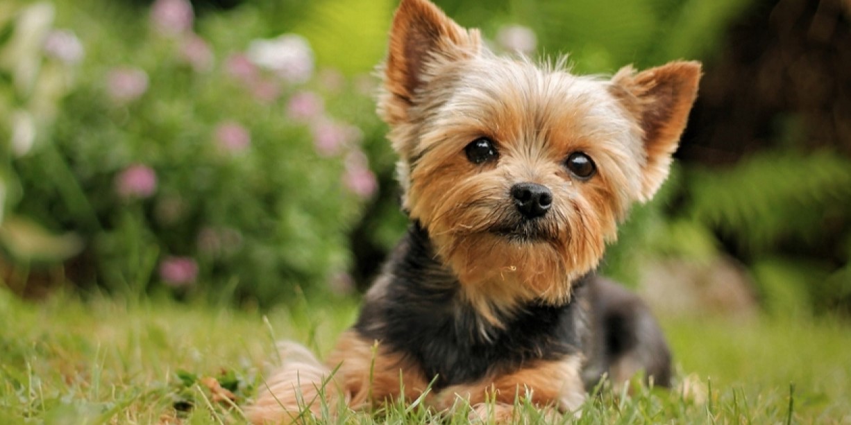 Yorkshire terrier