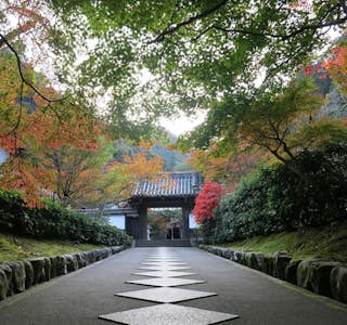 Cherry Blossoms and Zen Garden Immersion's gallery image
